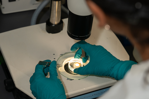 Student wearing gloves looking at specimen under microscope